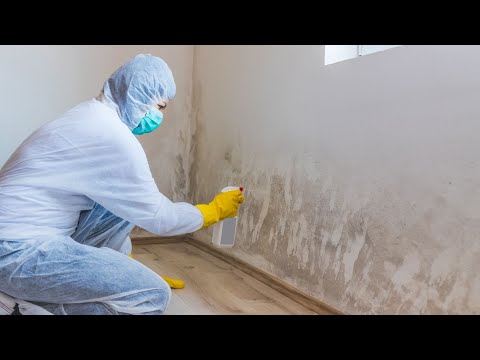 Remove Mold and Mycotoxins from your home